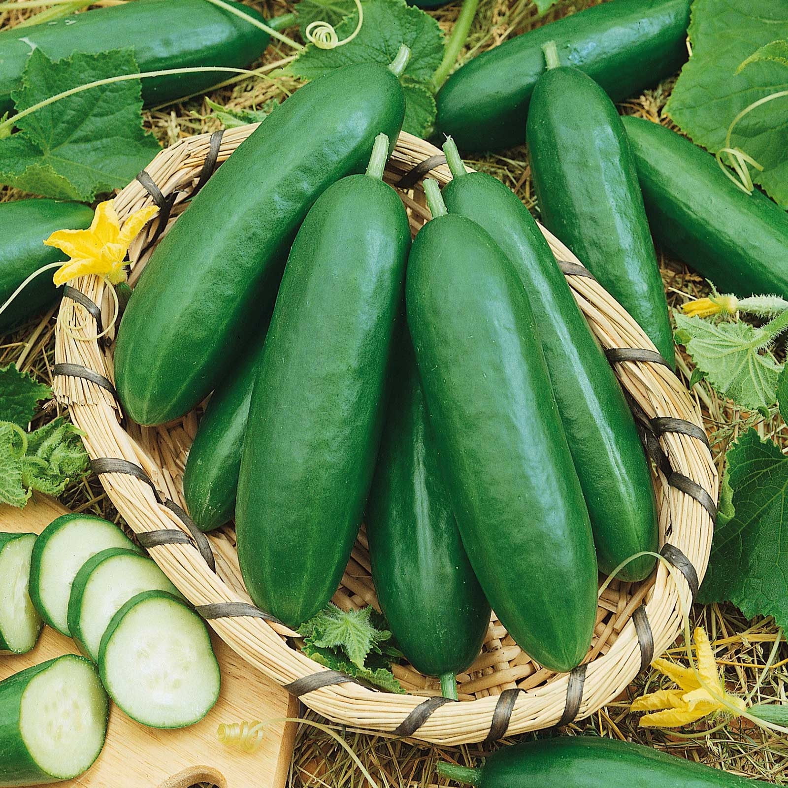 Cucumber Seed - Alt