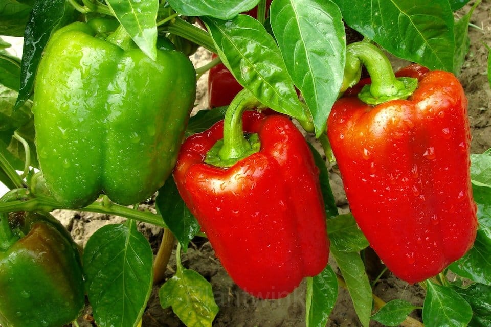 Sweet Pepper Seed - Alt