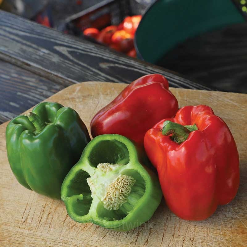 Sweet Pepper Seed - Main