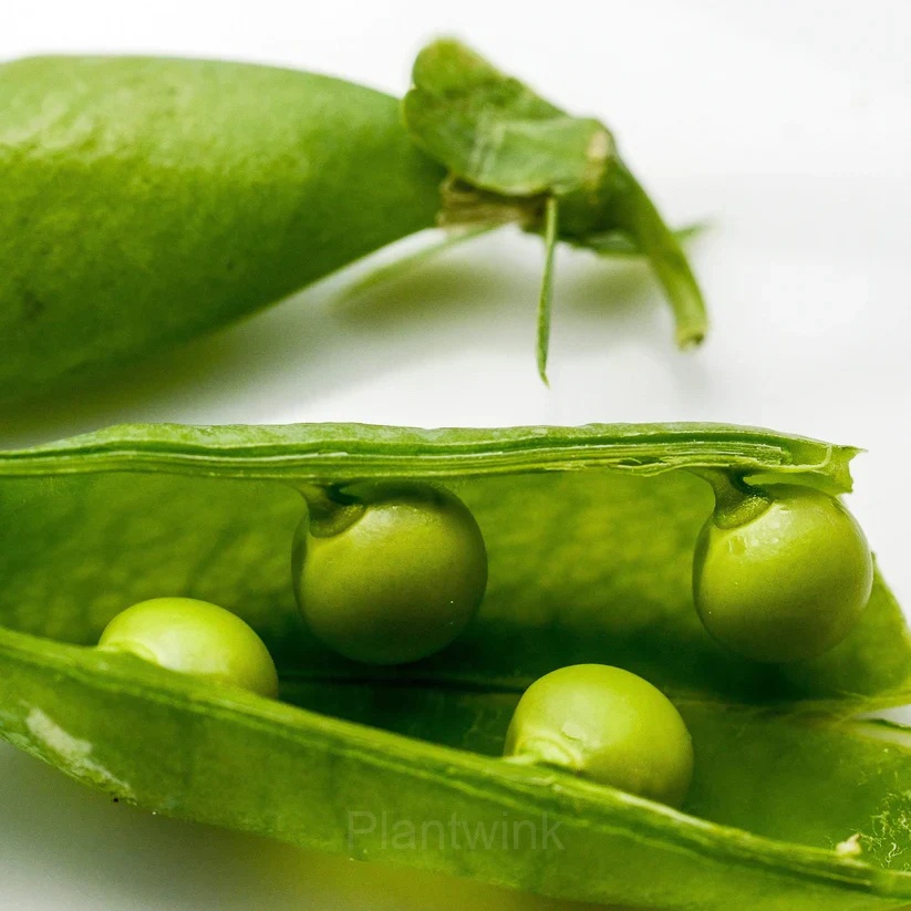Pea-Licious Shell Pea - Alt
