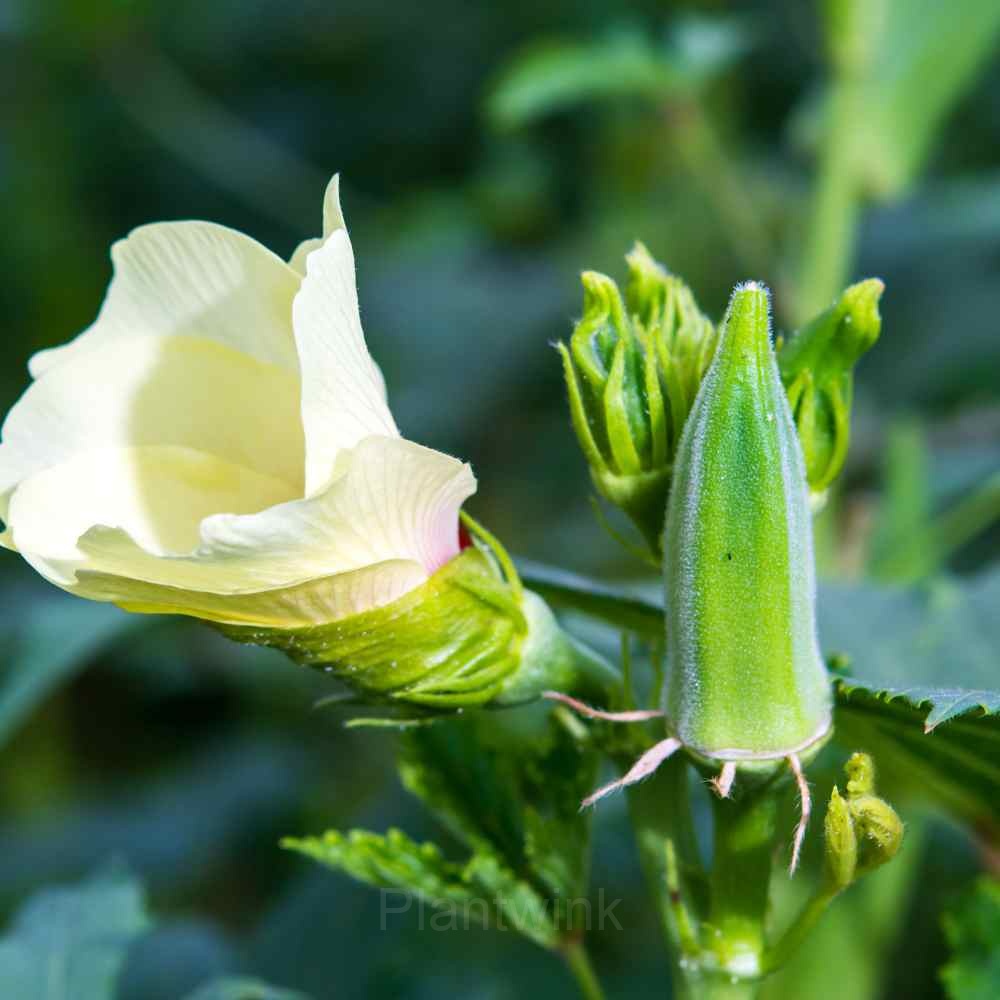 Okra Seed - Alt