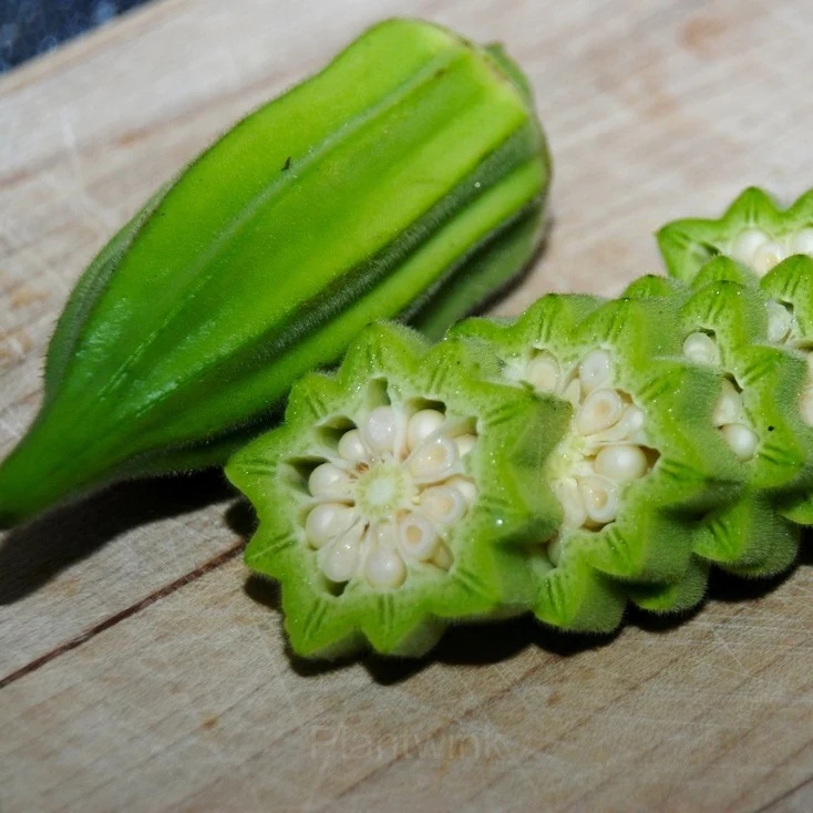 Okra Seed - Main