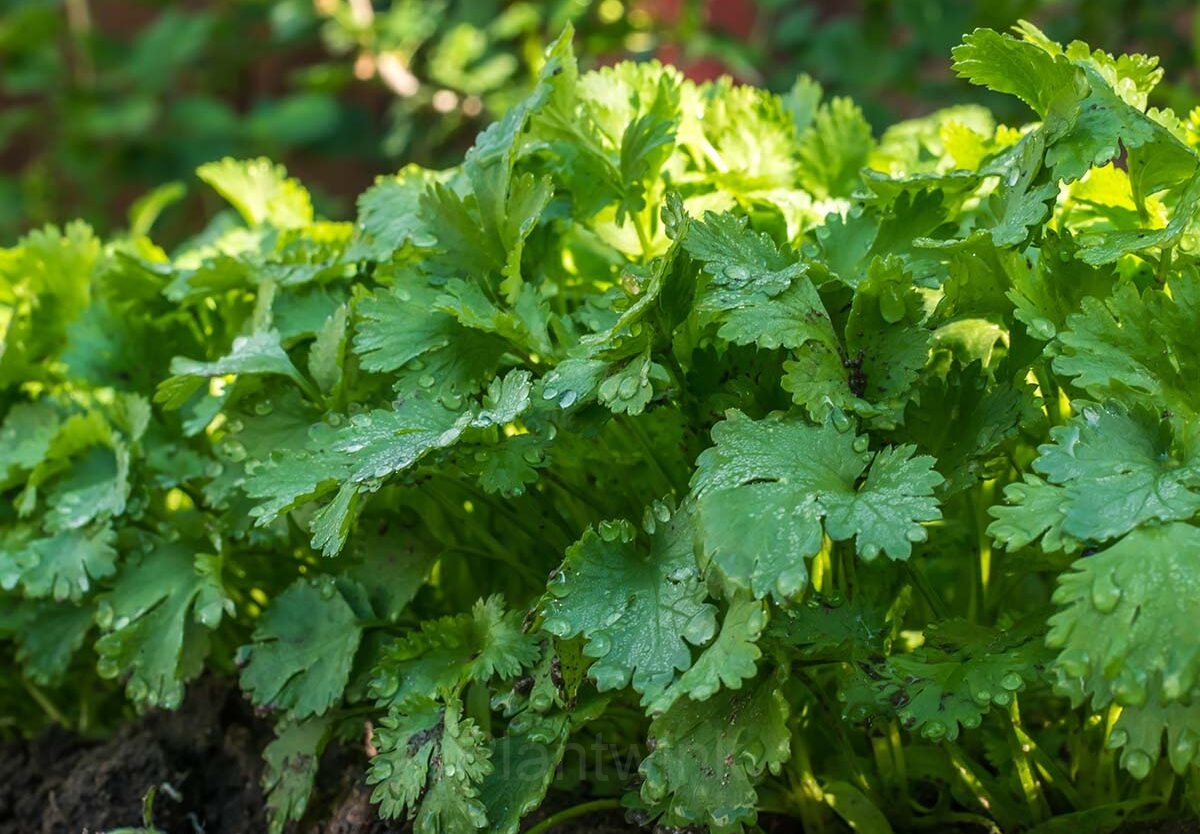 Coriander Seed - View 3