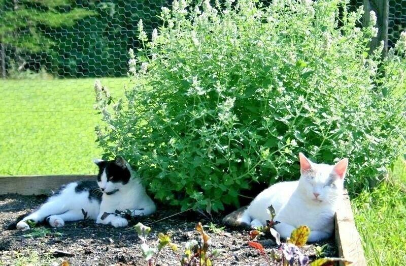 Catnip Seed - Alt