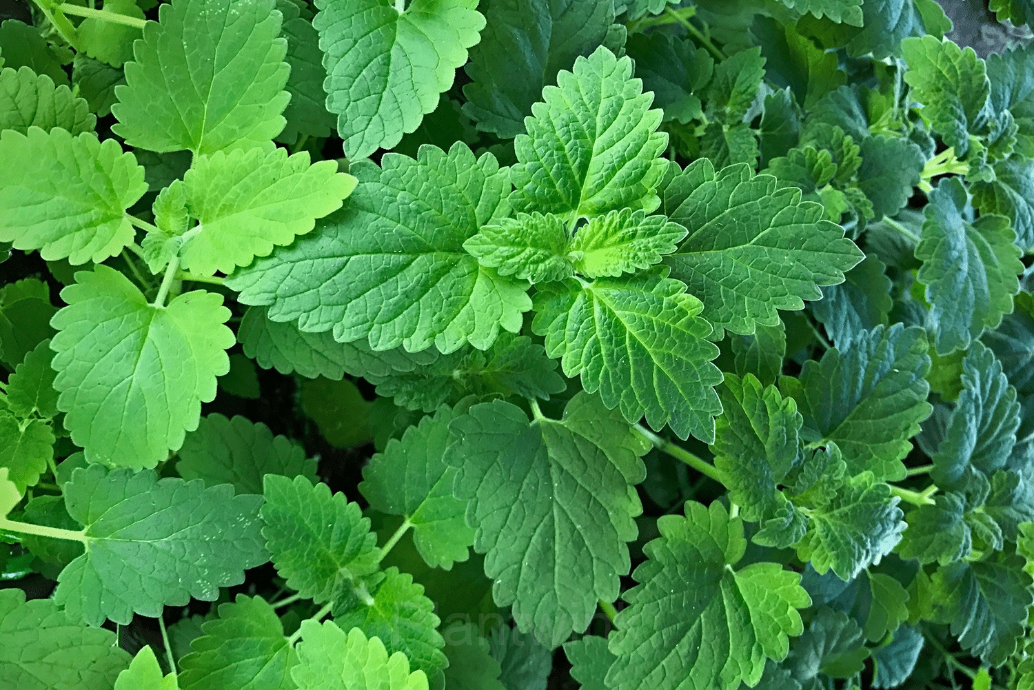 Catnip Seed - View 3