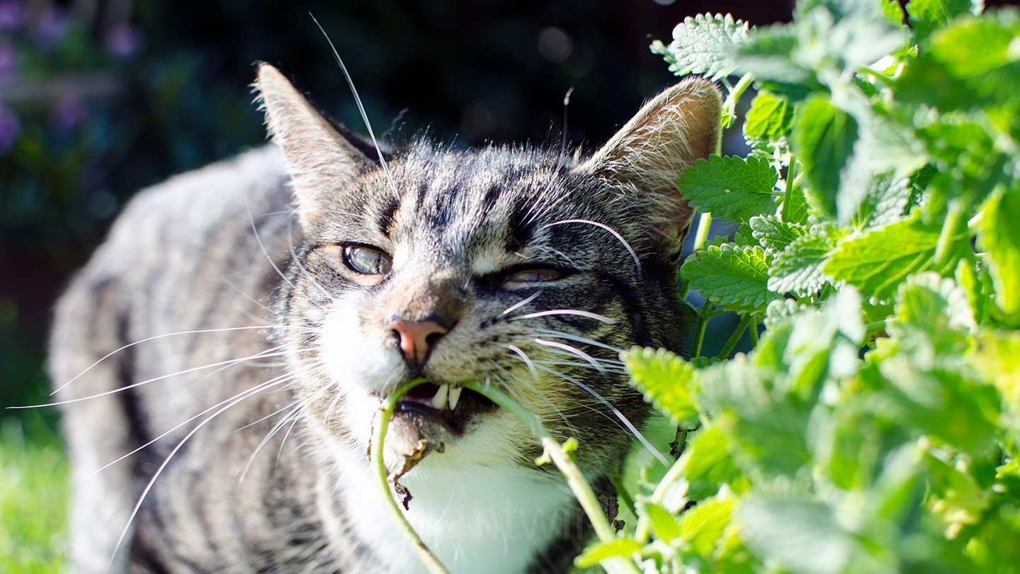 Catnip Seed - Main