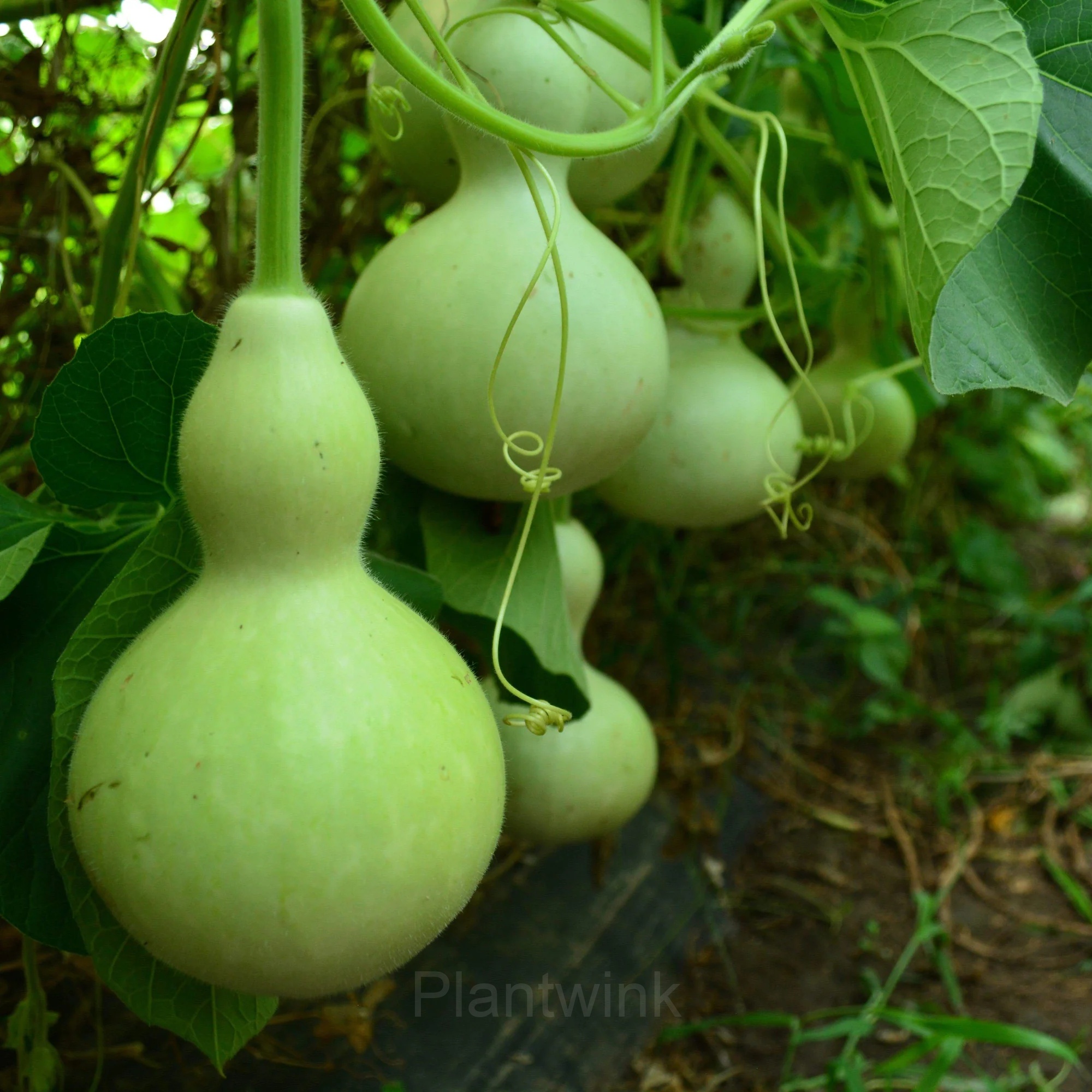 Bottle Gourd Seed - Alt