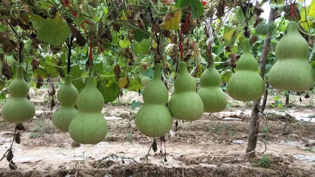 Bottle Gourd Seed - View 3