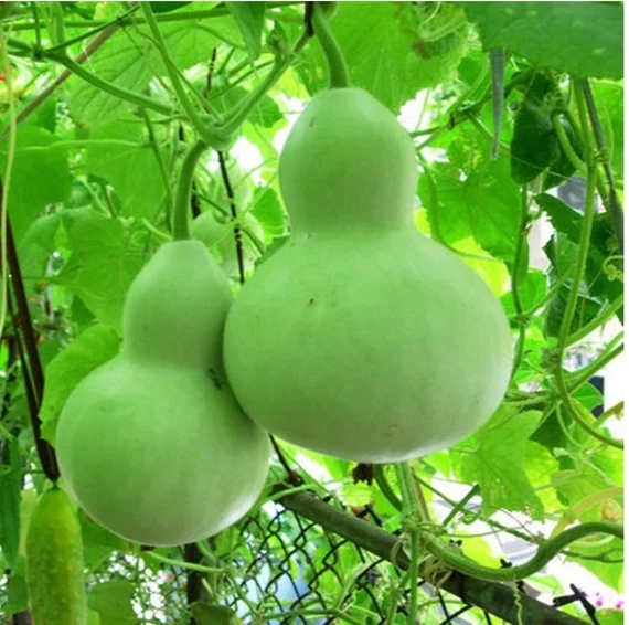 Bottle Gourd Seed - Main
