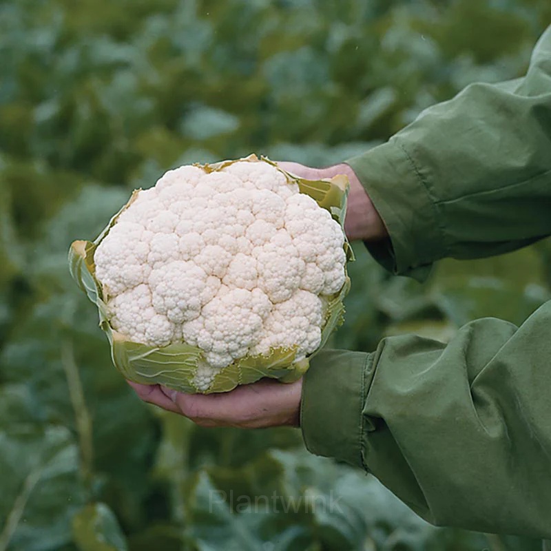 Cauliflower Seed - View 5
