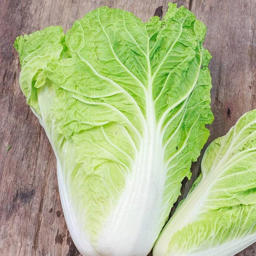 Chinese Cabbage Seed - View 4