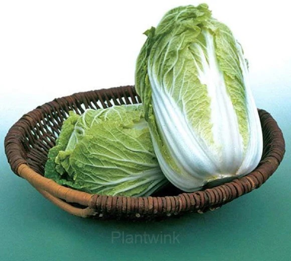 Chinese Cabbage Seed - View 5