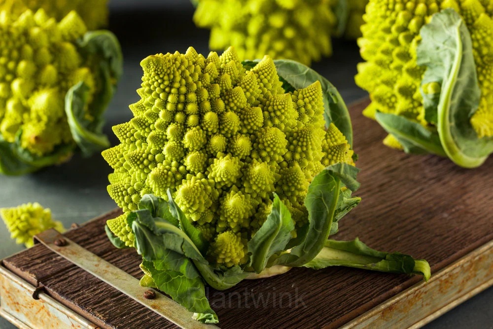 Romanesco Broccoli Seed - Main