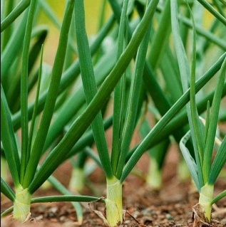Green Onion Seed - Alt