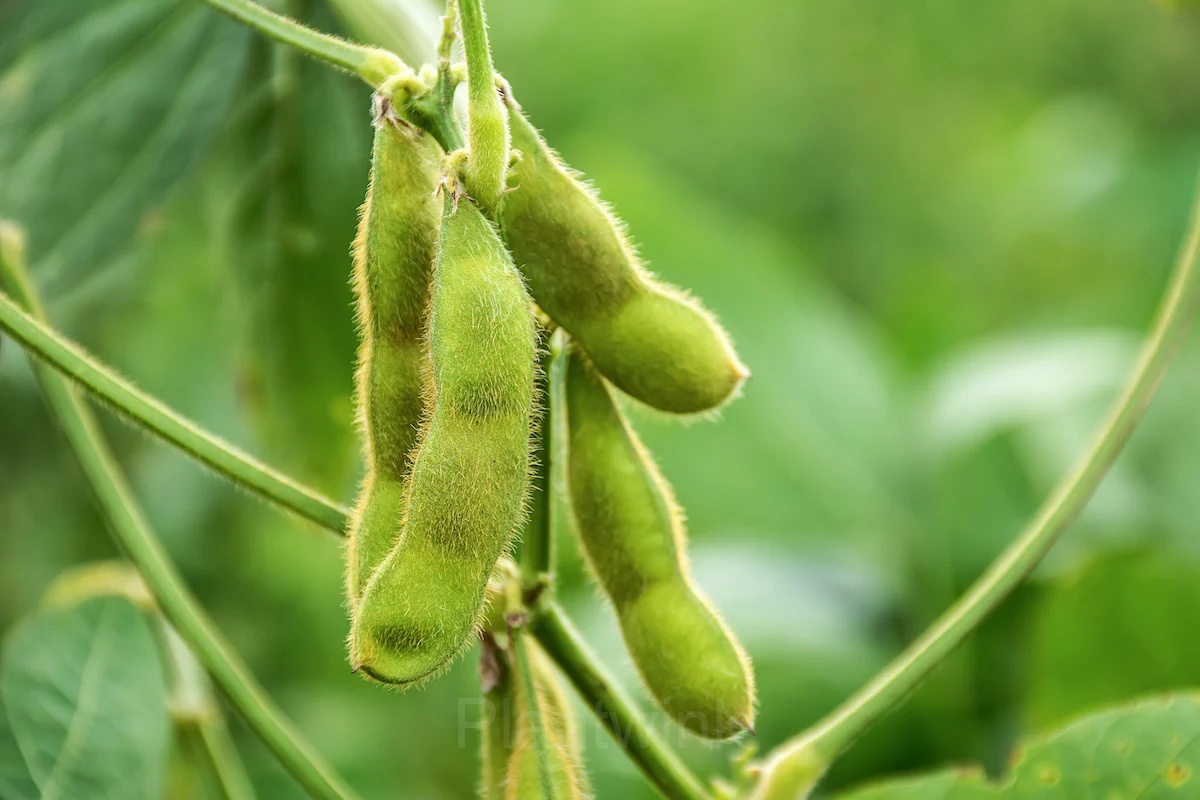 Edamame Soybean Seed - View 2