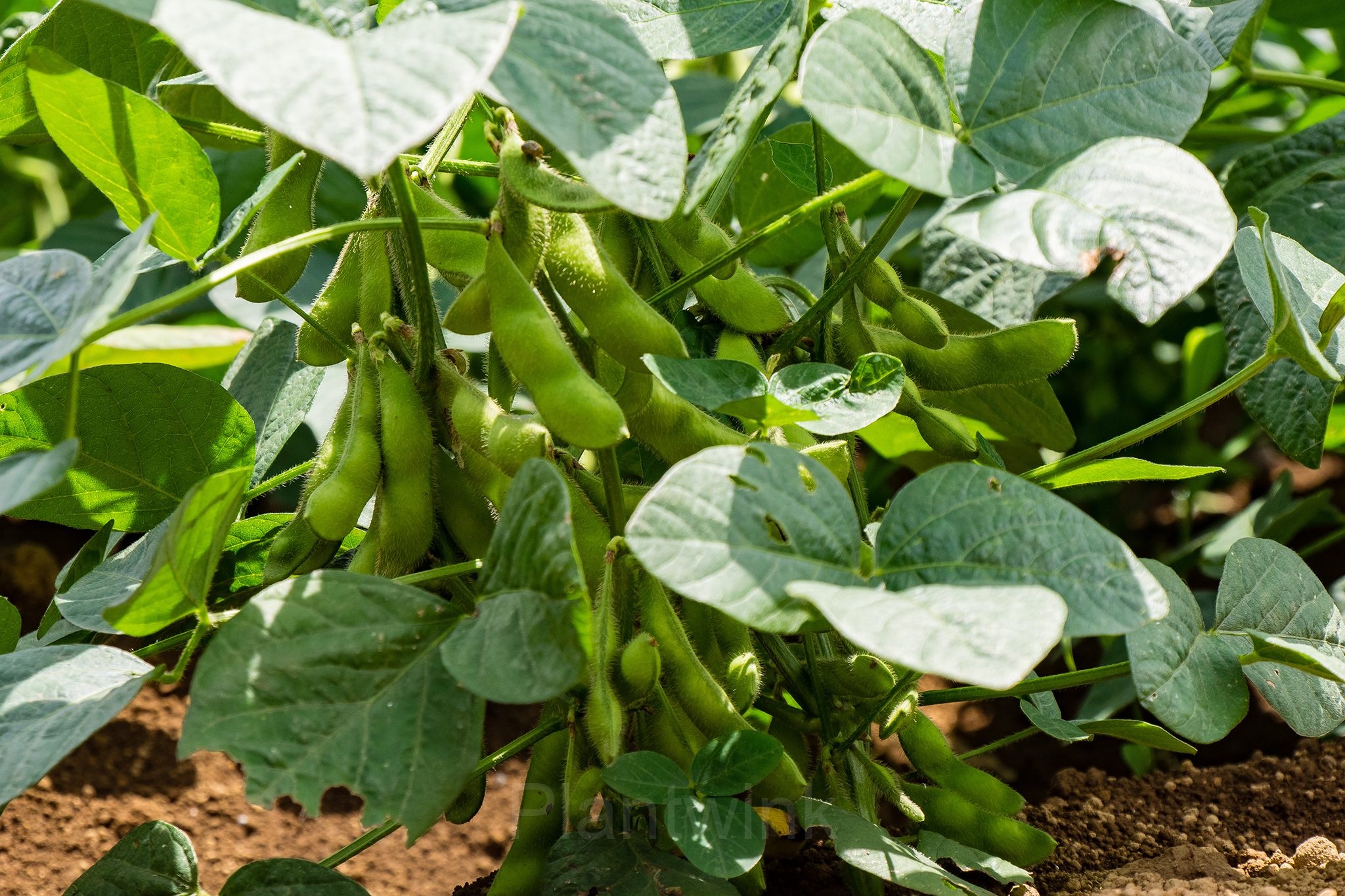 Edamame Soybean Seed - View 5