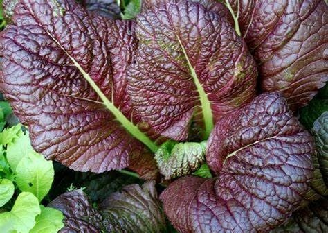 Red Giant Mustard Seed - View 3