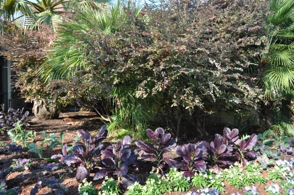 Red Giant Mustard Seed - View 4