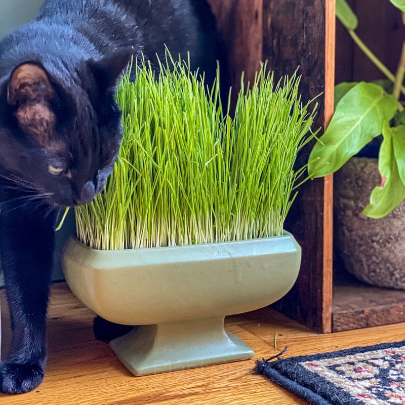 Cat Grass Seed - Alt