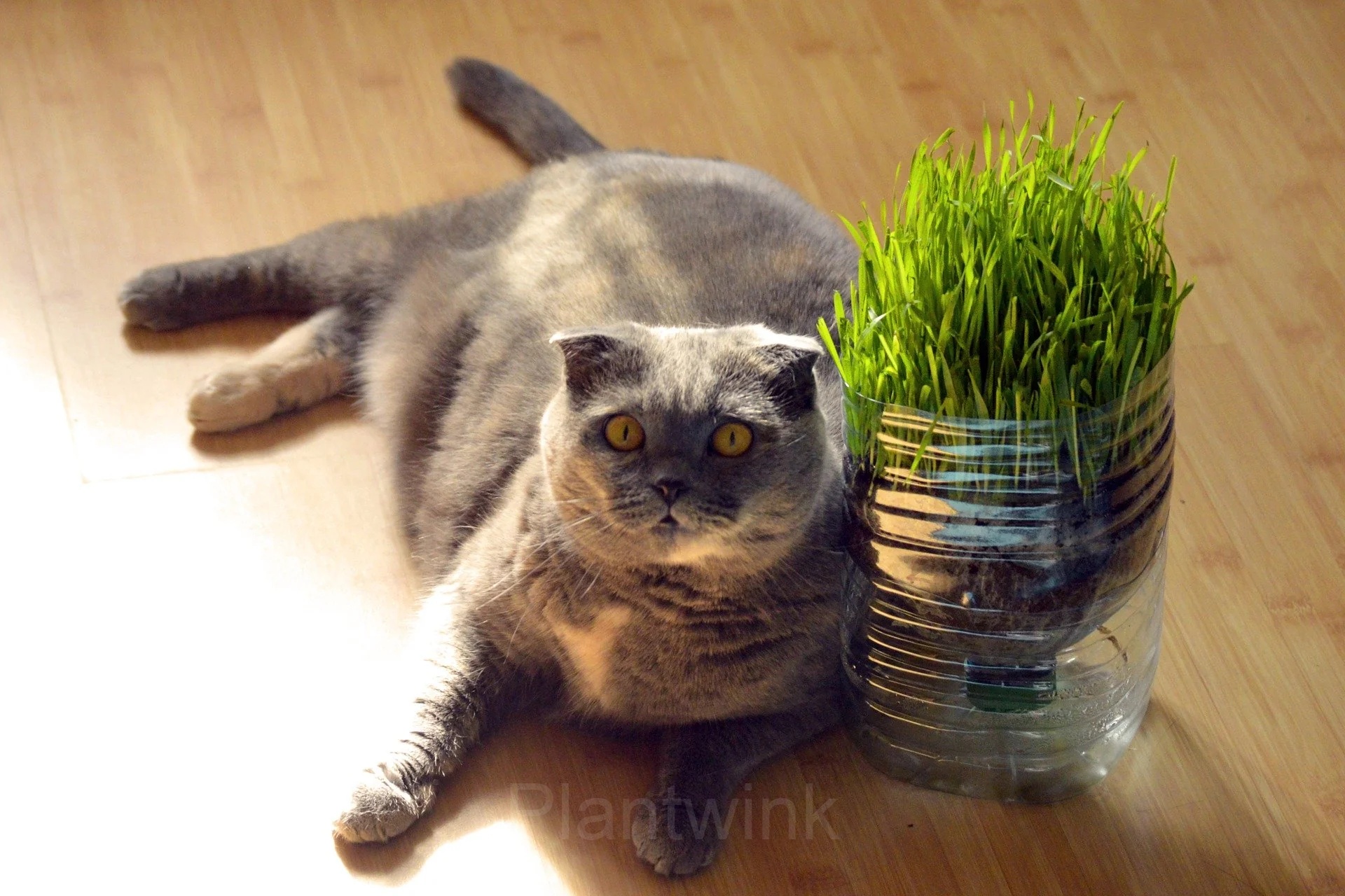 Cat Grass Seed - Main