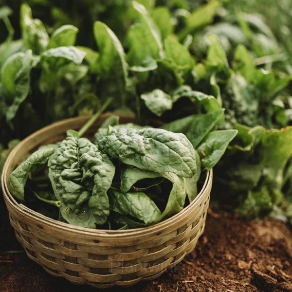 Baby Leaf Spinach Seed - Alt