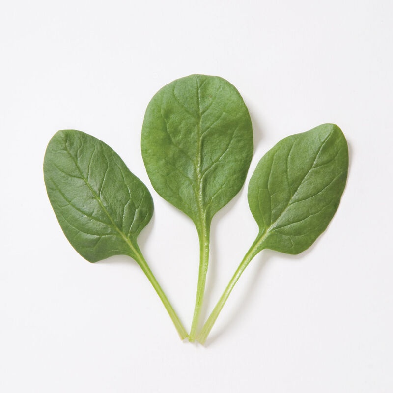 Baby Leaf Spinach Seed - Main