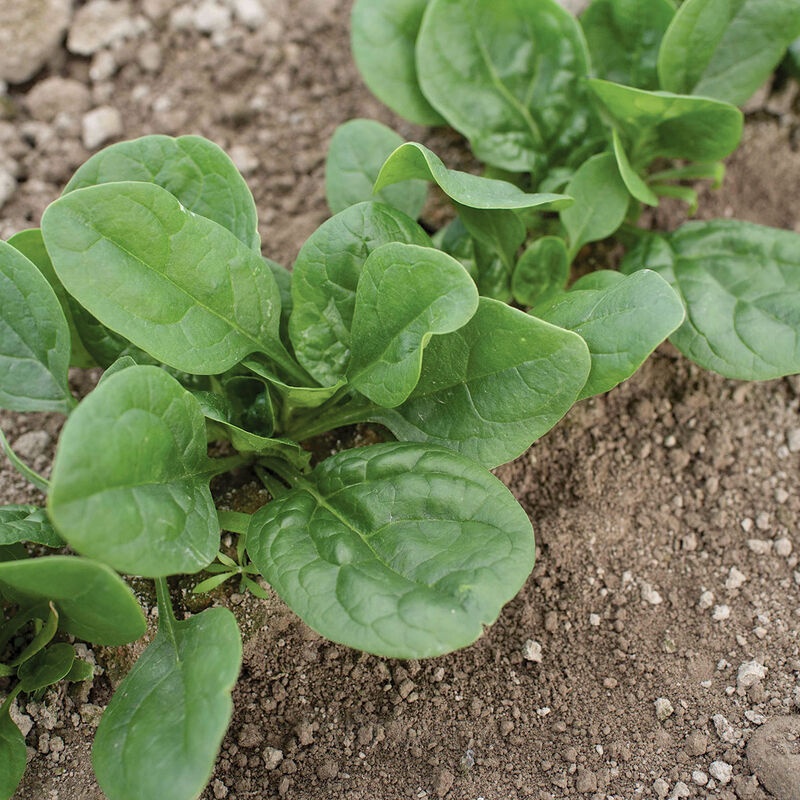 Baby Leaf Spinach Seed - View 3
