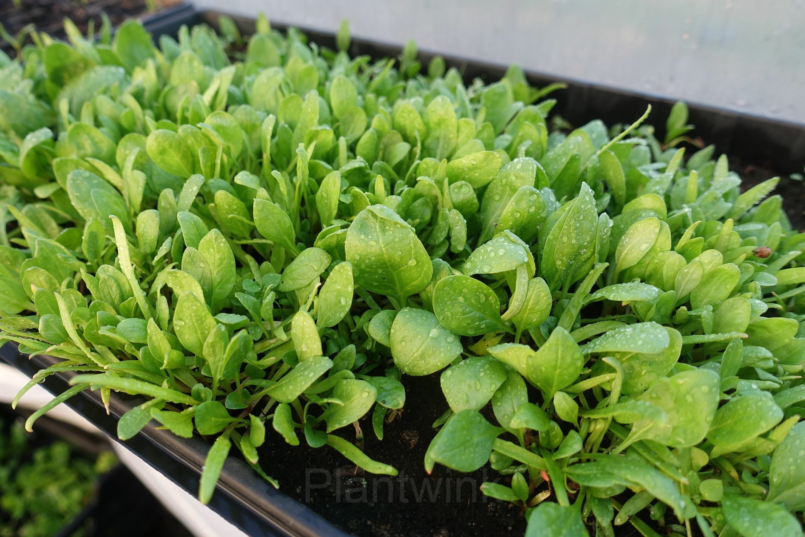 Baby Leaf Spinach Seed - View 4