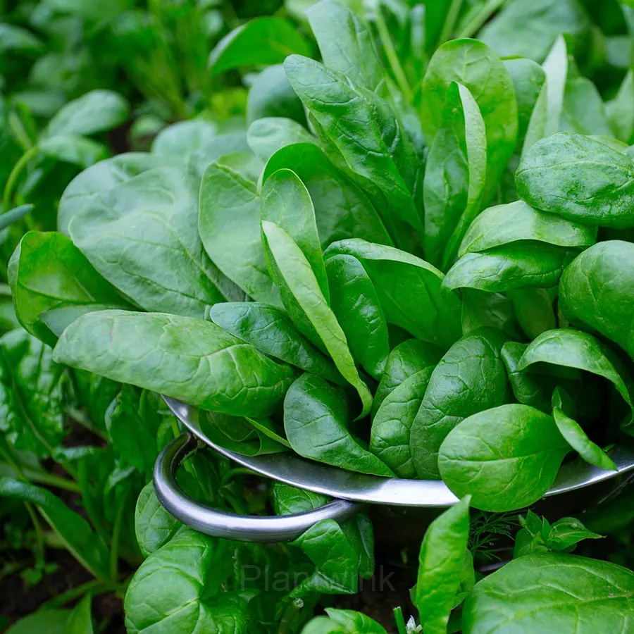 Baby Leaf Spinach Seed - View 5