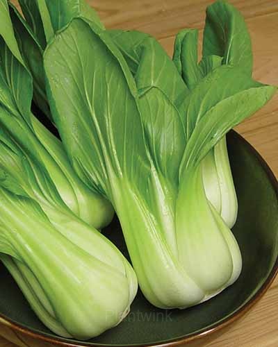 Toy Choy Bok Choi Seeds - Alt