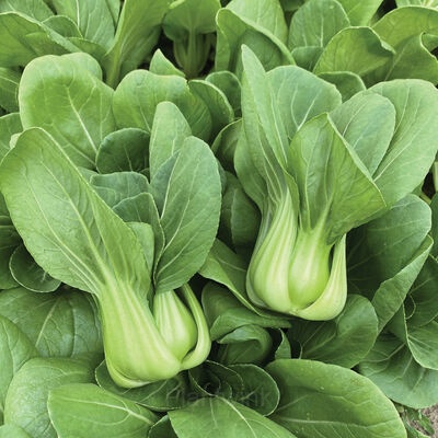 Toy Choy Bok Choi Seeds - View 4