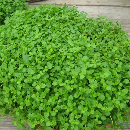 Mini Ornamental Mint Seed - View 2