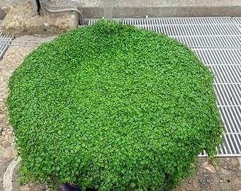 Mini Ornamental Mint Seed - View 3