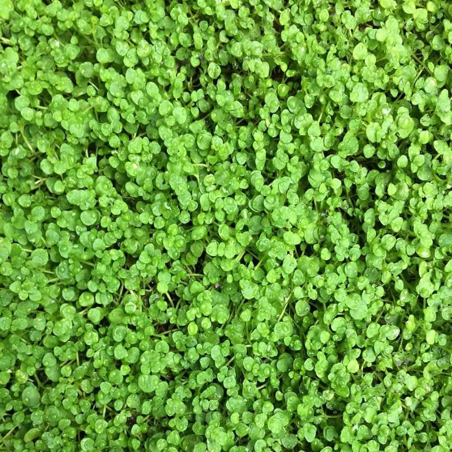 Mini Ornamental Mint Seed - View 4