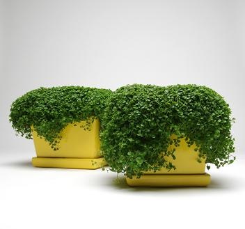Mini Ornamental Mint Seed - View 5