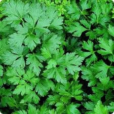 Leaf Parsley Seed - View 3