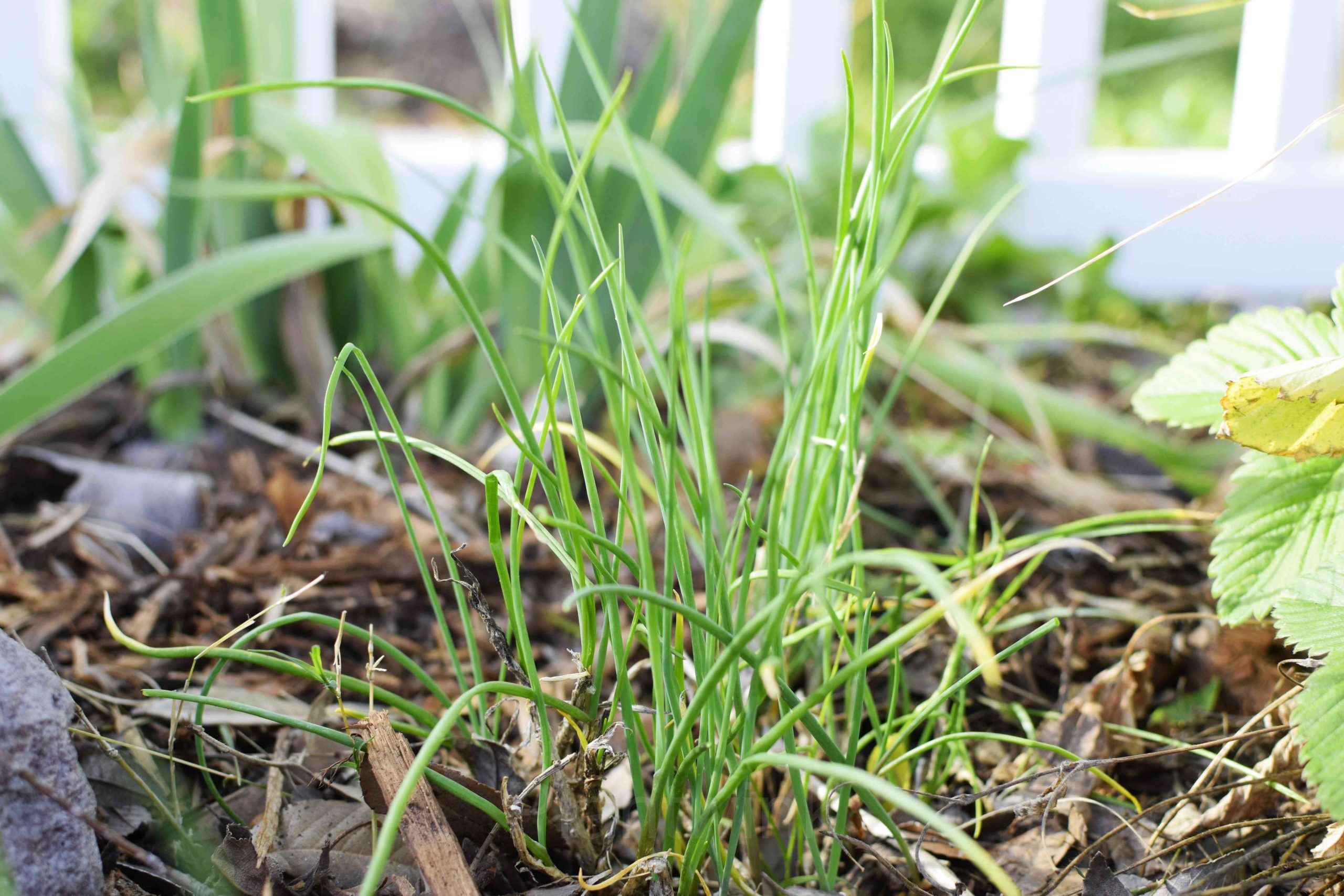 Chives Seed - Alt