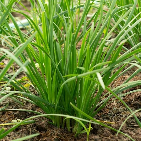 Chives Seed - View 3