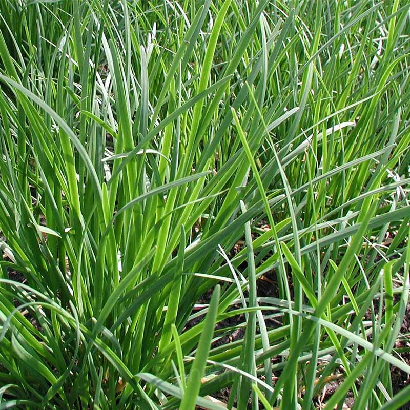 Chives Seed - View 4