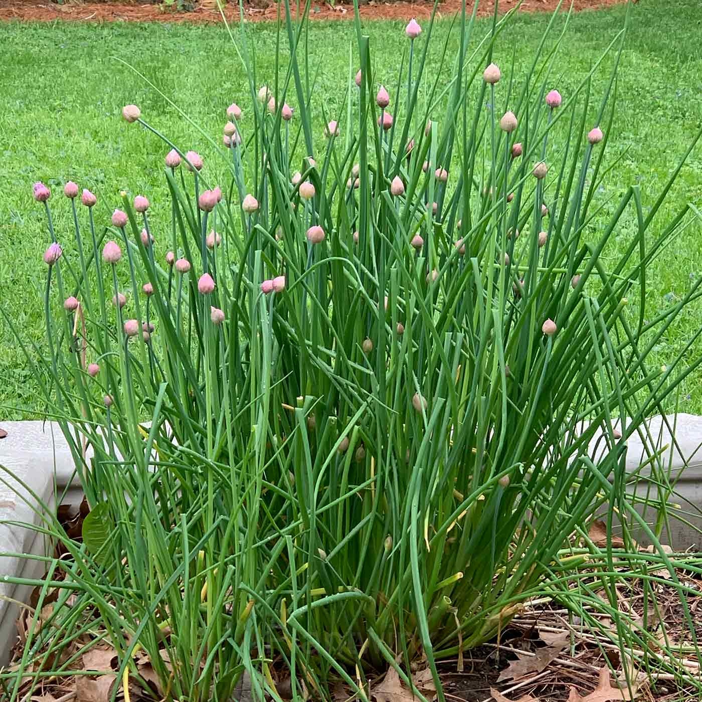 Chives Seed - Main