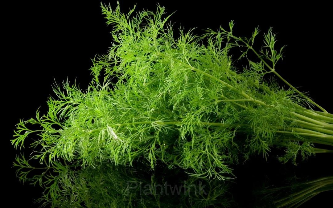 Dill Seed - Main