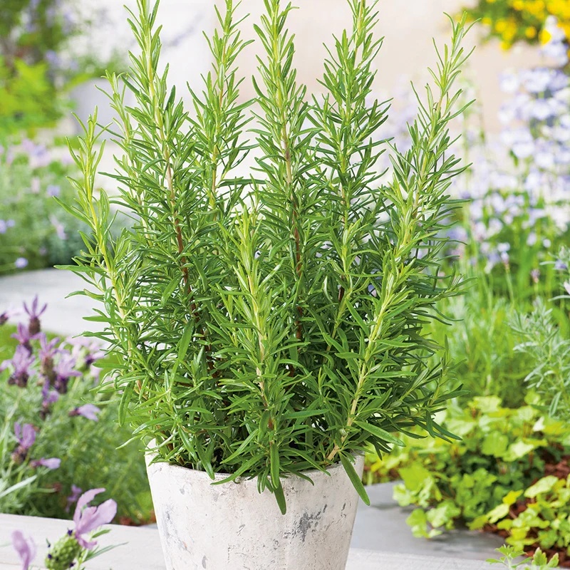 Rosemary Seed - Alt