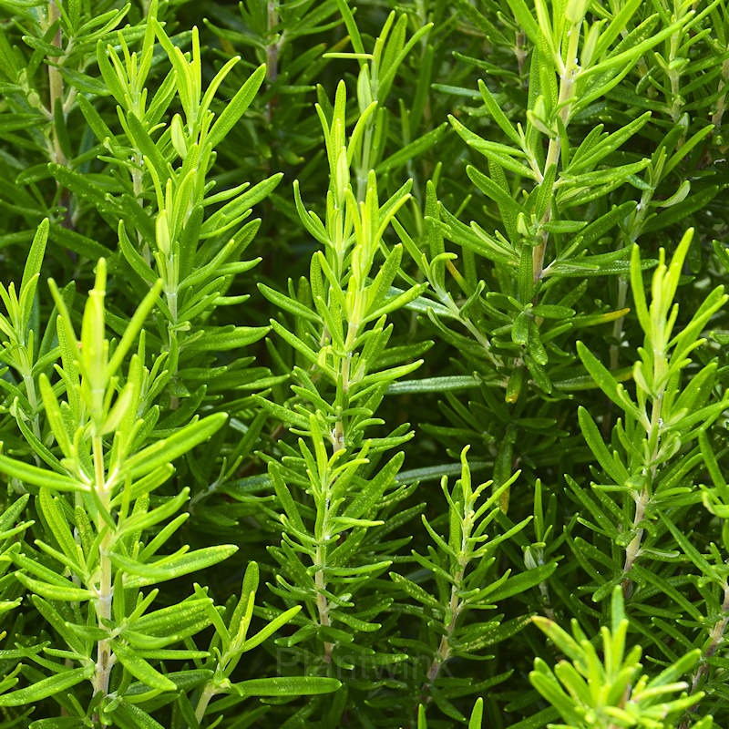 Rosemary Seed - View 3