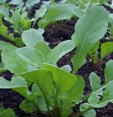 Organic Arugula Seed - Alt