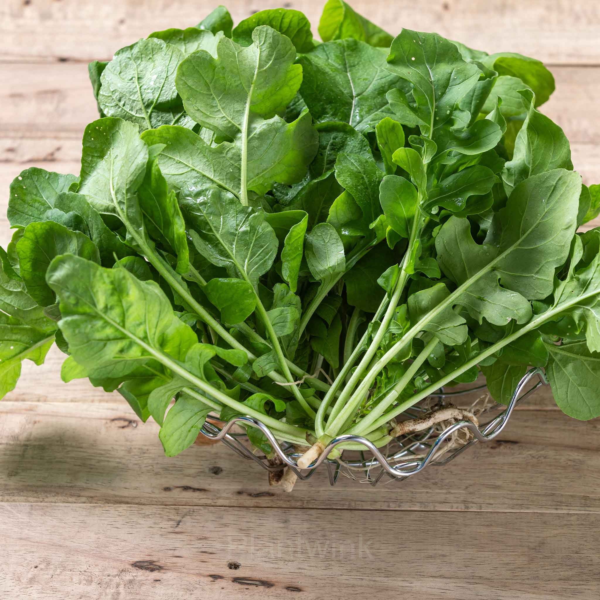 Organic Arugula Seed - Main