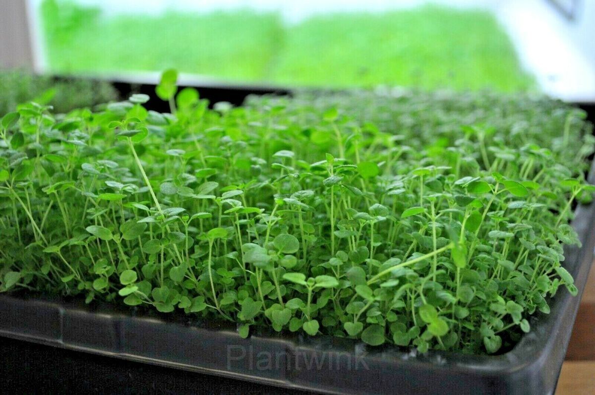 Sweet Marjoram Organic Seed - Alt