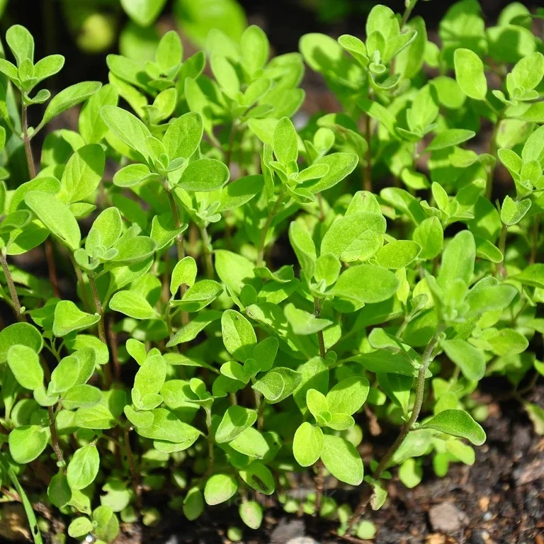 Sweet Marjoram Organic Seed - Main