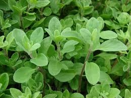 Sweet Marjoram Organic Seed - View 5