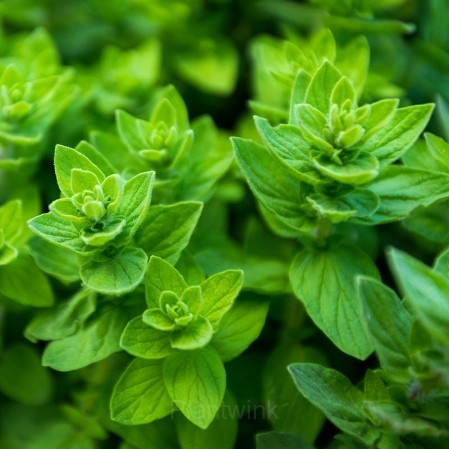 Italian Organic Oregano Seed - Alt
