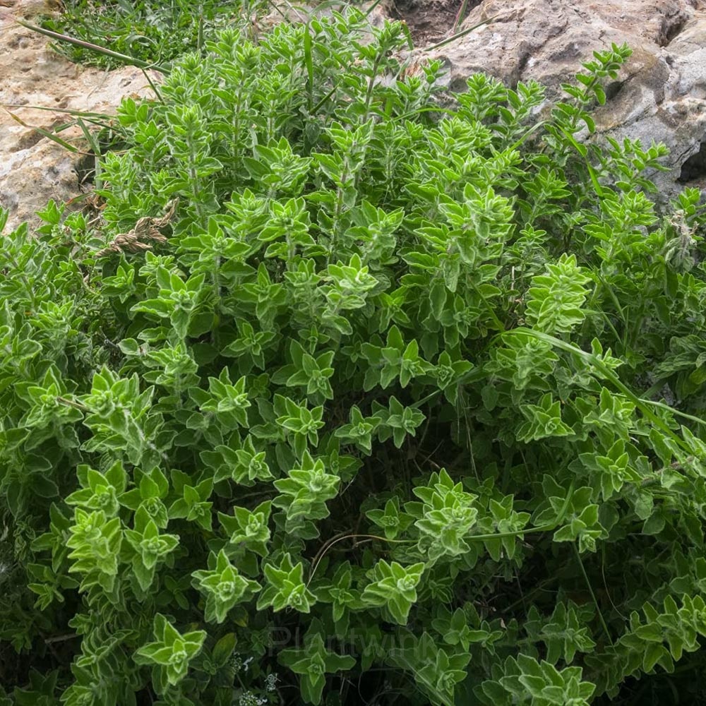 Italian Organic Oregano Seed - Main